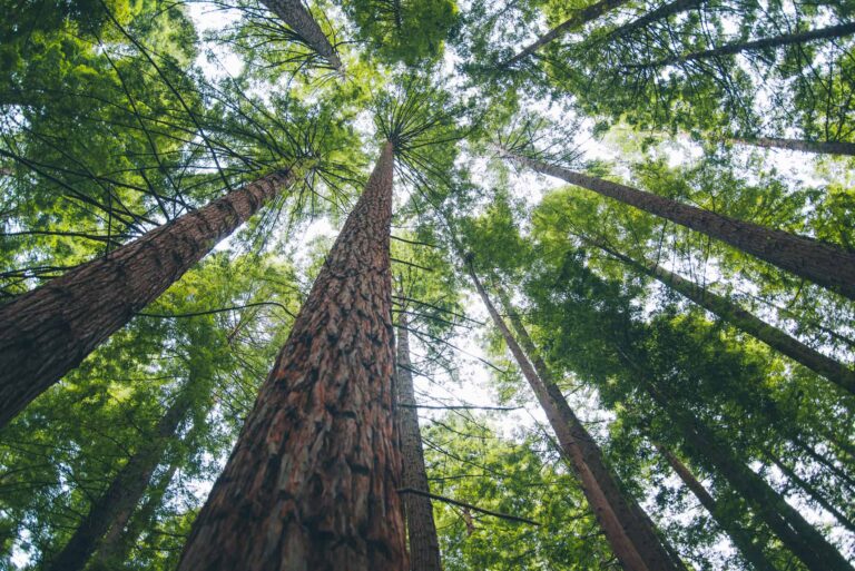 2 High-Yield Dividend Stocks You Can Buy and Hold for a Decade