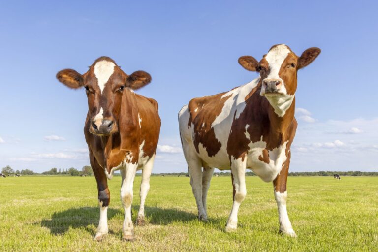 Cattle Fall Lower on Monday