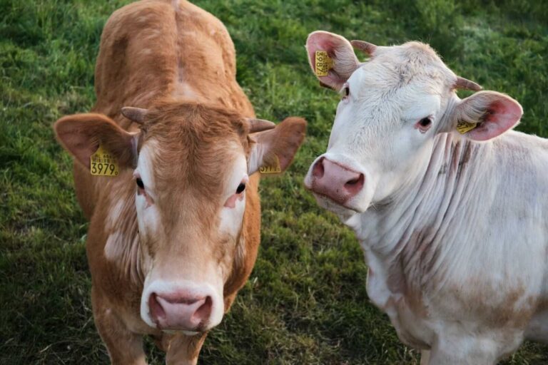 Cattle Falling Lower on Monday