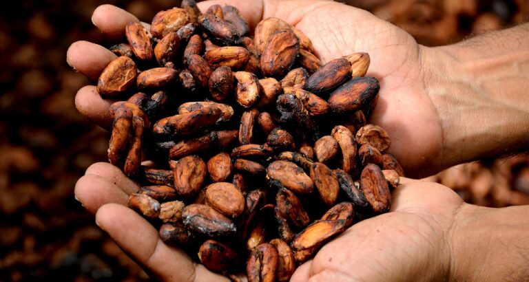 Cocoa Prices Climb on Adverse West African Weather