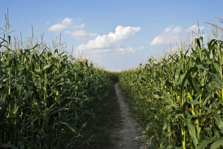 Corn Closes Mixed on Monday, as Ratings Firm