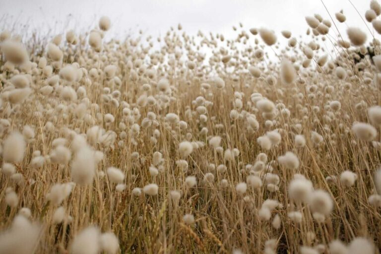 Cotton Back to Higher Trade to Start Monday