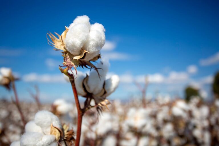 Cotton Closes Firm on Monday