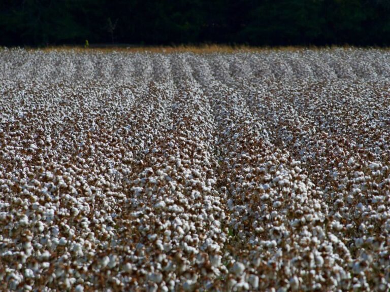 Cotton Holding Firm on Monday