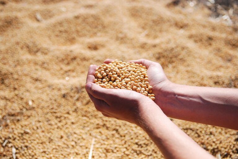 Soybeans Face Monday Weakness | Nasdaq
