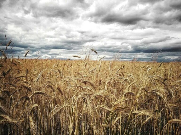 Wheat Closes Mixed on Monday, with Winter Wheat Gaining Strength